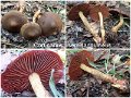 Cortinarius semisanguineus-amf536-1